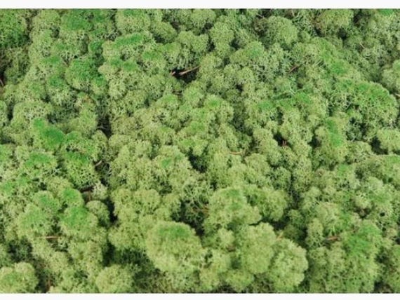 Lichen stabilisé naturel – Mousse d’Islande – Lichen des rennes – Pour mur végétal, cadre végétal et décoration intérieure