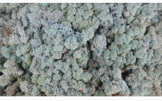 Lichen stabilisé naturel gris – Mousse d’Islande