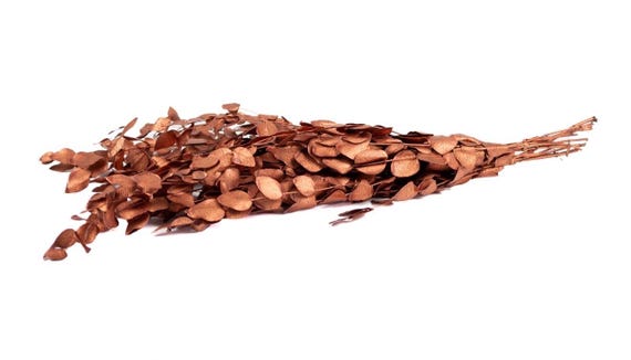 Eucalyptus espiral stabilisé- couleur métallisé bronze