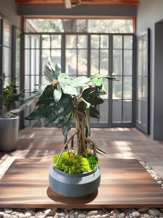 Bonsaï Mangrove Stabilisé XL –arbre Tropical en Bois Flotté – Sculpture Végétale Naturelle – Décoration Japandi Haut de Gamme – Pièce Unique