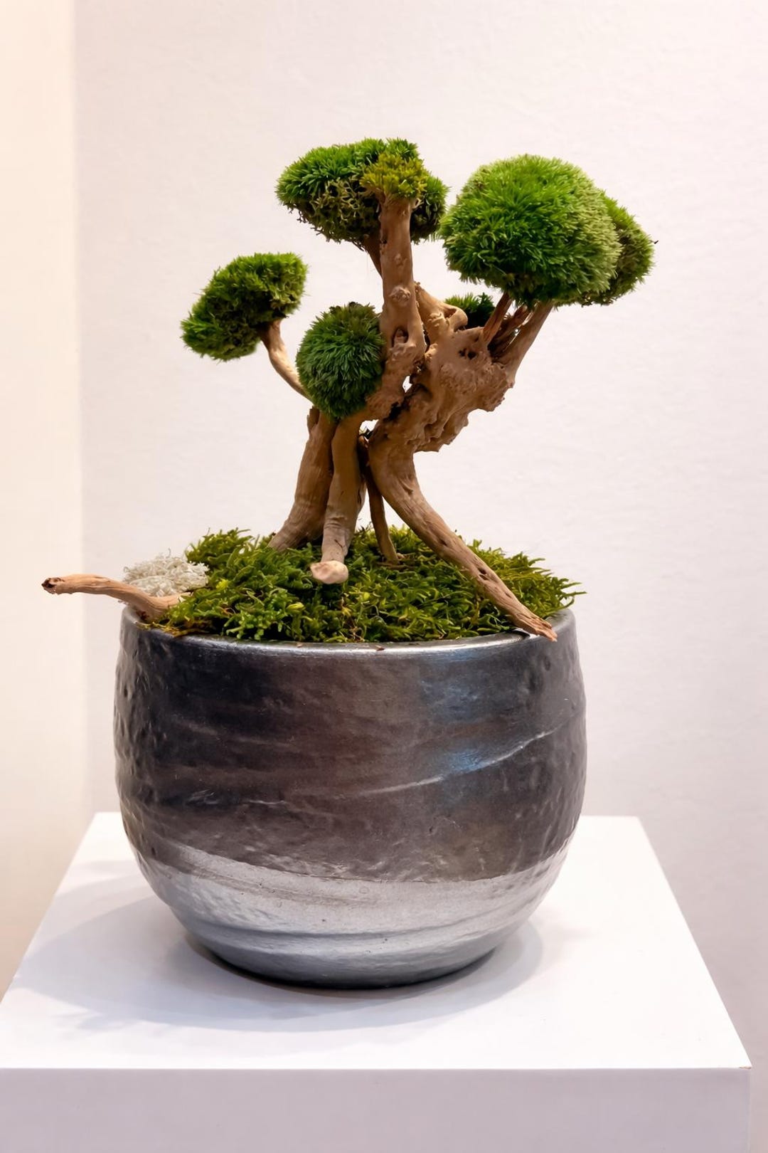 Preserved Bonsai Tree – Zen Decorative Tree in Driftwood and Moss