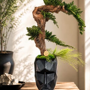 Puede incluir: Un bonsái con un tronco curvo y texturizado y un follaje verde vibrante. El árbol está plantado en una maceta negra con forma de cara geométrica. La maceta está sobre una superficie de madera, con otras plantas visibles en el fondo.
