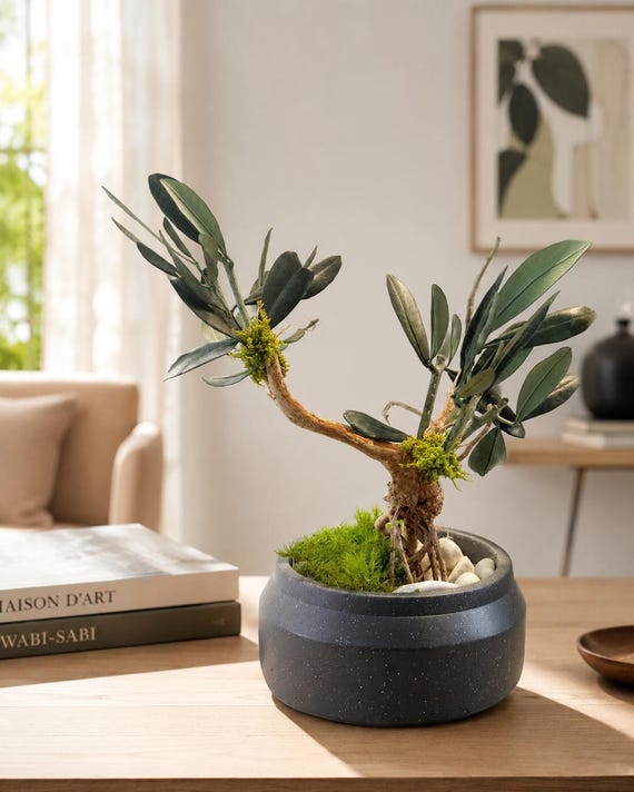 Bonsaï Stabilisé en Olivier Naturel | Décoration Zen Sans Entretien | Arbre Miniature en Pot Gris | Cadeau Nature Original