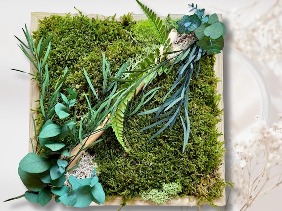 Cadre végétal stabilisé en mousse verte, eucalyptus et bois flotté – Décoration murale nature d’intérieur fait main– Idée cadeau original