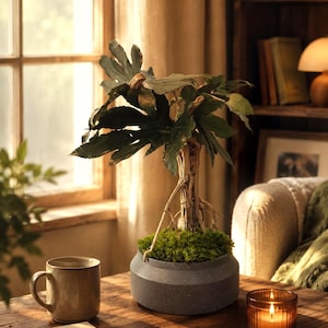 Mangrove Bonsai - Etsy