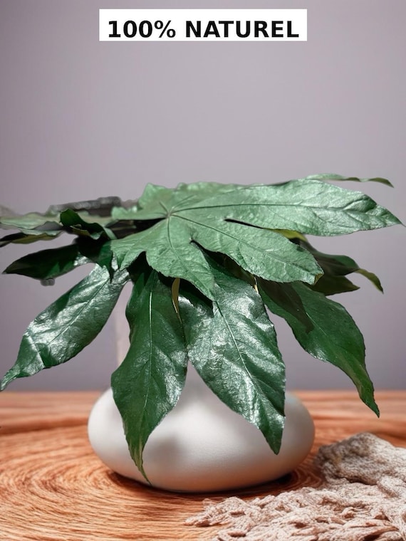 Feuilles d’Aralia stabilisées – Décoration végétale durable et élégante- Feuillage naturel