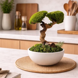 Preserved Bonsai - Etsy
