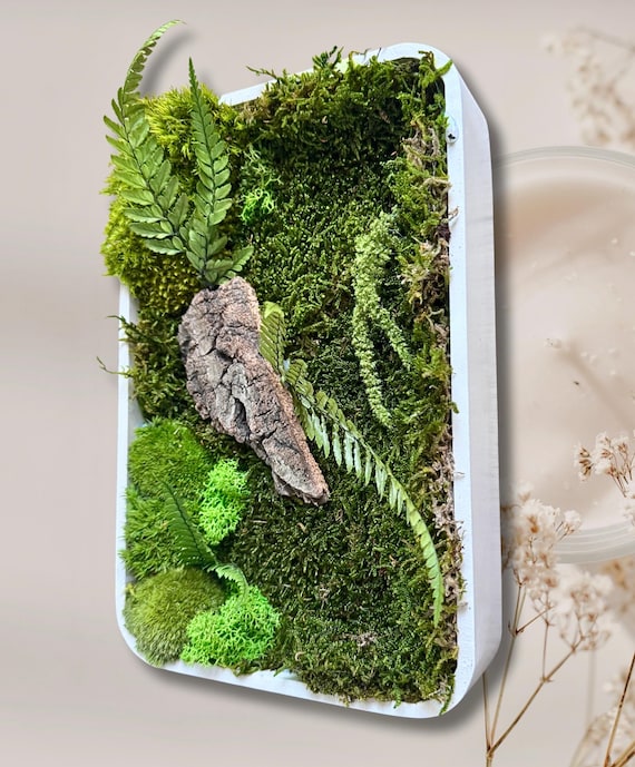 Cadre végétal stabilisé en mousse et fougères – Décoration murale naturelle horizontale ou verticale – idée cadeau Noël unique