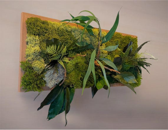 Cadre végétal stabilisé mural en bois naturel- Mousse de forêt, lichen et eucalyptus stabilises- Décoration murale artisanale unique 58*44cm