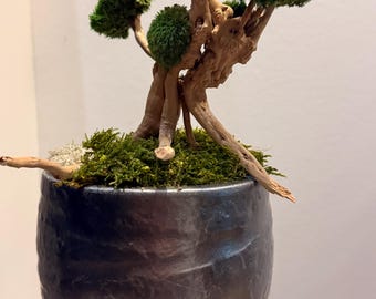 Preserved Bonsai Tree – Zen Decorative Tree in Driftwood and Moss