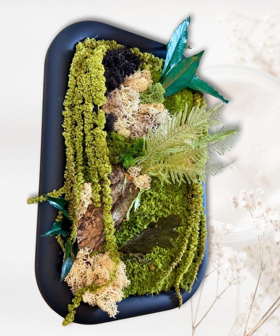 Cadre végétal stabilisé en mousse et fougères – Décoration murale naturelle artisanale – Forêt miniature design en bois et lichen