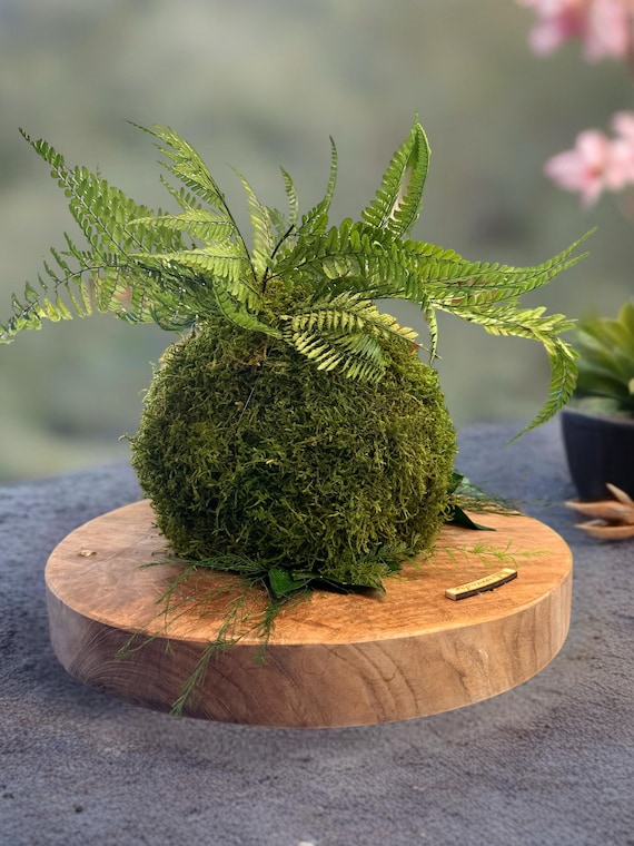 Kokedama stabilisé sur socle bois massif – Centre de table naturel – Déco végétale zen sans entretien – Pièce unique Naturencadre