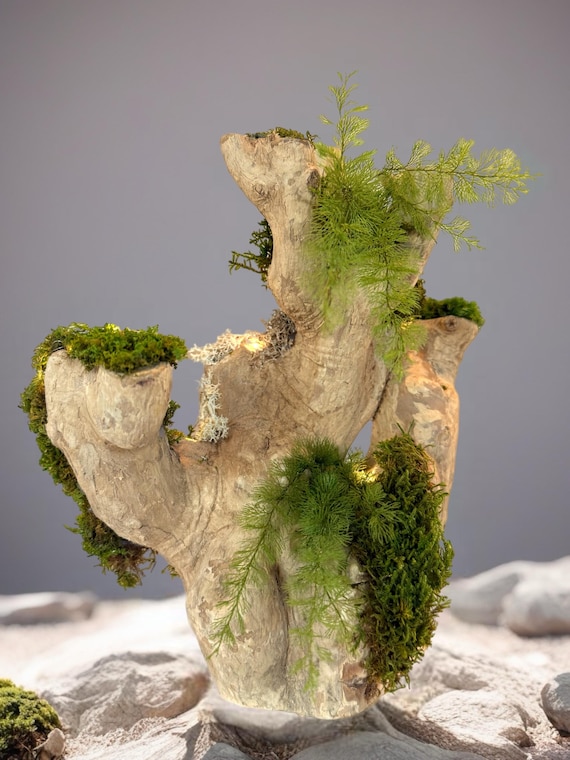 Bois flotté lumineux & mousse stabilisée – Sculpture végétale naturelle – Centre de table zen – Décoration nature sans entretien – Pièce uni