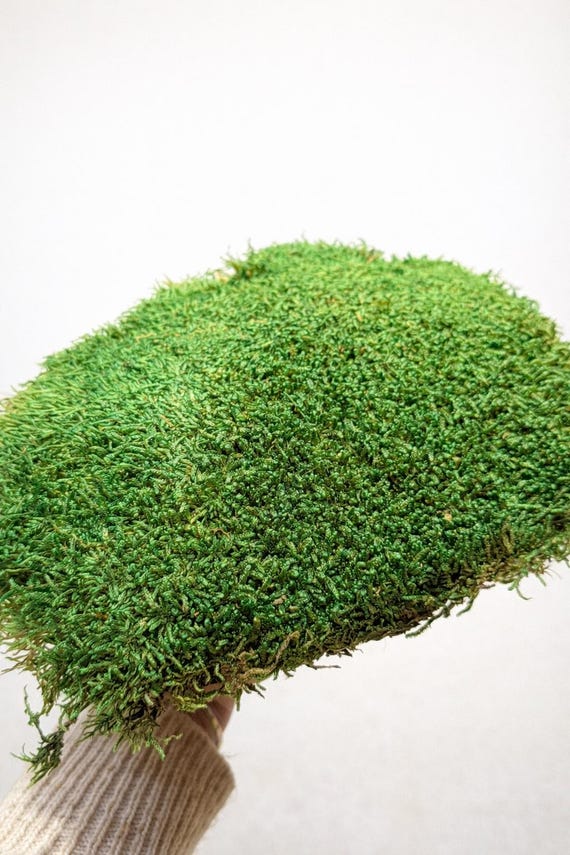 Mousse plate stabilisée naturelle