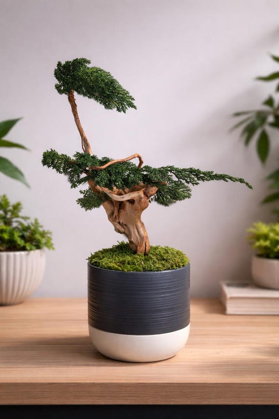 Sculpture végétale stabilisée style bonsaï – Décoration zen haut de gamme – Bois naturel et genévrier – 43 cm
