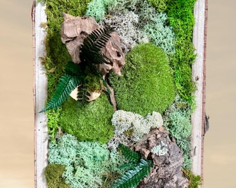 Cadre végétal stabilisé – Déco d'intérieur naturelle murale bois, mousse et fougère – Forêt miniature apaisante- Pièce unique