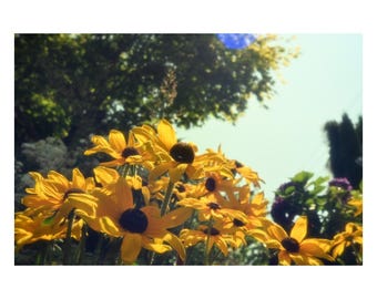 Fotografía de jardín con margaritas amarillas – Impresión floral soleada de la naturaleza (Descarga digital)