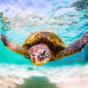 Underwater Sea Turtle Swimming Torpedo Fabric Quilt Block Green Turquoise Ocean Water Beach Panel 10.5" Square