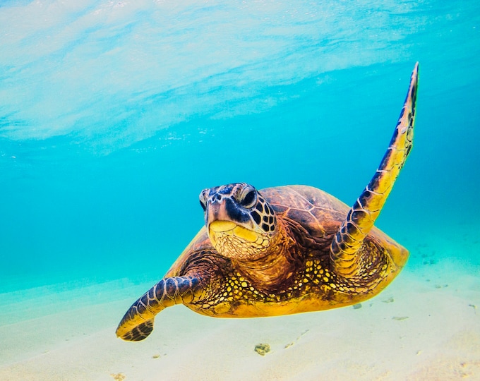 Sea Turtle Waving Hello Underwater Fabric Panel Quilt Square Block Hawaiian Honu Turquoise Blue Ocean Water