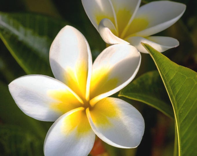 White Yellow Plumeria Flowers Fabric Panel Beautiful Hawaiian Tropical Flower Quilt Square Block