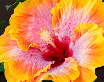 Orange Yellow Hibiscus Flower Fabric Quilt Block Square Panel Hawaii Florida California Tropical Garden Beauty