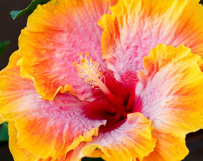 Orange Yellow Hibiscus Flower Fabric Quilt Block Square Panel Hawaii Florida California Tropical Garden Beauty