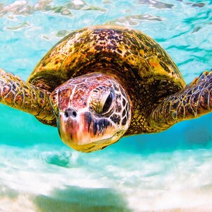 May include: A green sea turtle swimming underwater with its flippers extended. The turtle has a patterned brown and olive shell and a textured head. The surrounding water is clear and bright turquoise, with sunlight filtering through the surface.