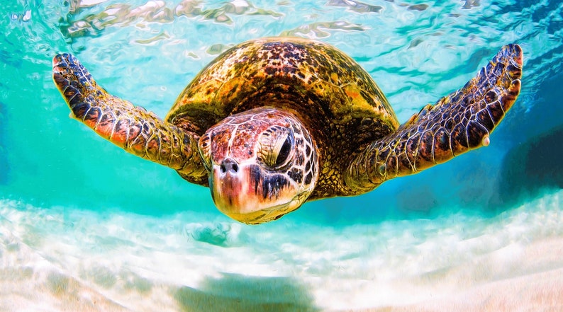 May include: A green sea turtle swimming underwater with its flippers extended. The turtle has a patterned brown and olive shell and a textured head. The surrounding water is clear and bright turquoise, with sunlight filtering through the surface.