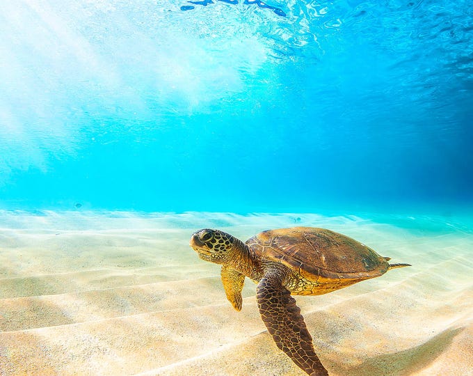 Underwater Sea Turtle Sun Rays Waimea Bay Oahu Hawaii Fabric Panel Quilt Square Block Turquoise Blue Water Honu Sandy Ocean Bottom