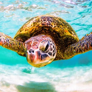 May include: A sea turtle swimming in clear turquoise water with its flippers extended. The turtle has a patterned brown and gold shell with dark markings on its head and skin. The sandy ocean floor is visible beneath the bright blue water.