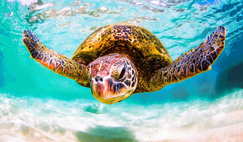 May include: A sea turtle swimming in clear turquoise water with its flippers extended. The turtle has a patterned brown and gold shell with dark markings on its head and skin. The sandy ocean floor is visible beneath the bright blue water.