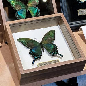 Custom Butterfly Specimen - Real Dried Butterflies for Art & Decor - Unique Insect Display - Framed Butterfly Collection - Nature Lover Gift