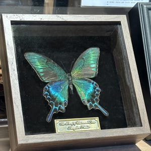Custom Butterfly Specimen - Real Dried Butterflies for Art & Decor - Unique Insect Display - Framed Butterfly Collection - Nature Lover Gift