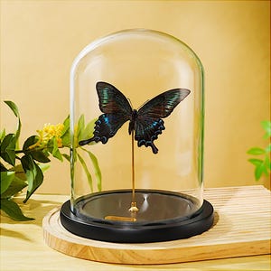 Custom Butterfly Specimen - Real Dried Butterflies for Art & Decor - Unique Insect Display - Framed Butterfly Collection - Nature Lover Gift