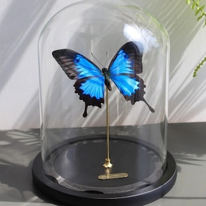 Custom Butterfly Specimen - Real Dried Butterflies for Art & Decor - Unique Insect Display - Framed Butterfly Collection - Nature Lover Gift