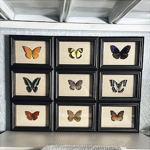 Custom Butterfly Specimen - Real Dried Butterflies for Art & Decor - Unique Insect Display - Framed Butterfly Collection - Nature Lover Gift