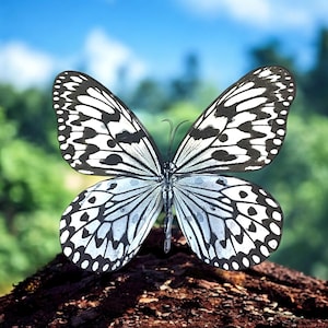 Real Butterfly Specimen, Insect Specimen Gift, Preserved Spread butterfly , Butterfly DIY Crafts, Gift for Nature Lovers, Nature Wall Decor