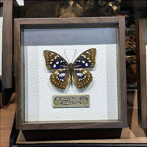 Custom Butterfly Specimen - Real Dried Butterflies for Art & Decor - Unique Insect Display - Framed Butterfly Collection - Nature Lover Gift