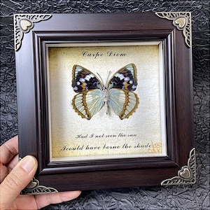 Custom Butterfly Specimen - Real Dried Butterflies for Art & Decor - Unique Insect Display - Framed Butterfly Collection - Nature Lover Gift
