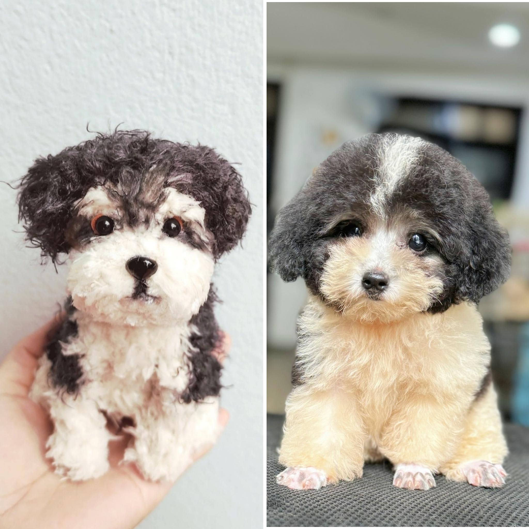 Poodle Puppies for Sale - Rocky Ledge Puppies, image size:2048x2048