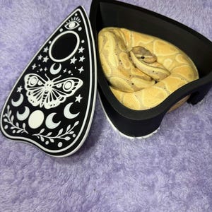 May include: A black and white planchette with celestial designs and a coiled yellow and brown ball python in a black container. The planchette features a butterfly, moons, stars, and an eye design. The container has a white base.