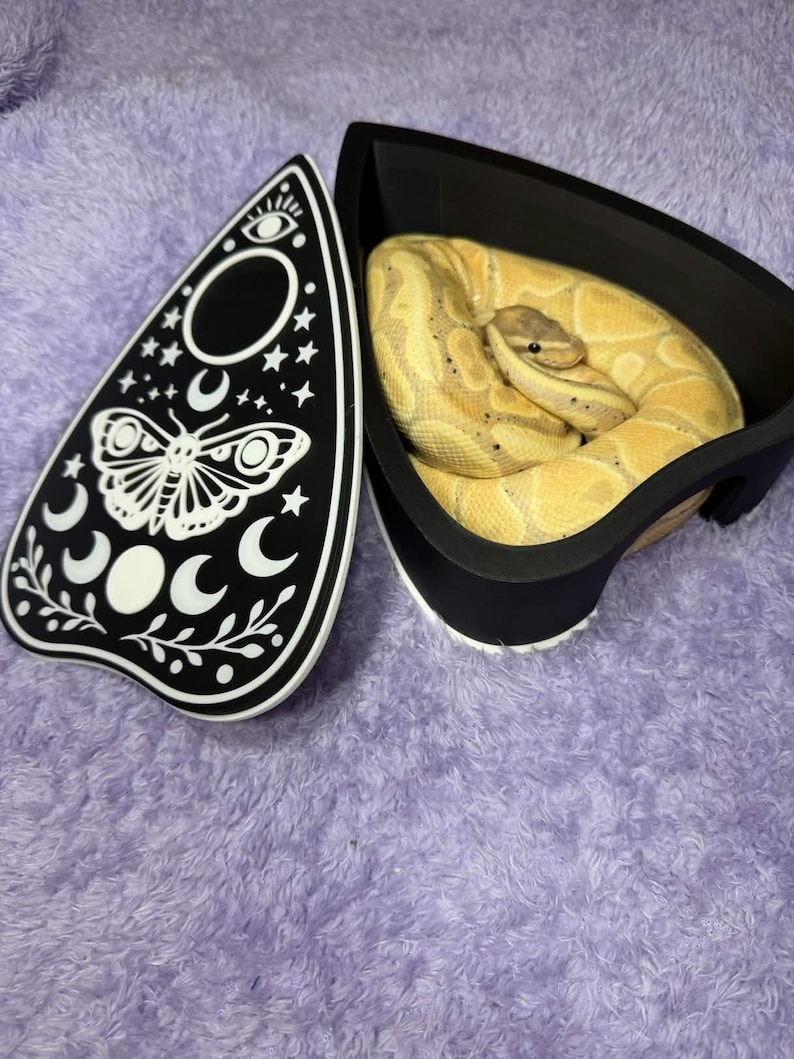 May include: A black and white planchette with celestial designs and a coiled yellow and brown ball python in a black container. The planchette features a butterfly, moons, stars, and an eye design. The container has a white base.