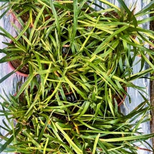 Monkey Grass (Liriope Spicata) – 12-100 Live Rooted Fans | Spreading Ground Cover | Drought-Tolerant | Sun & Shade |  Free Shipping Over 35