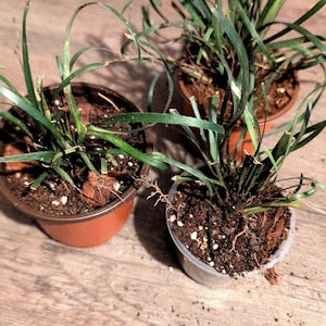 Live Dwarf Mondo Grass – Mini  | Shade-Tolerant Ground Cover | Low-Maintenance Ornamental Grass | Great for Borders & Pots