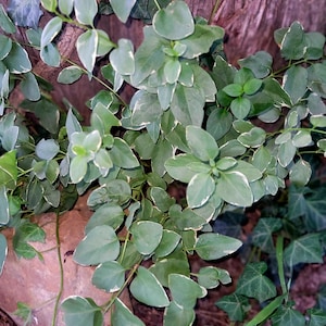 Vinca Major Live Groundcover Plant | Fast-Growing Periwinkle | Shade-Loving Vine | Hardy Evergreen | Live Starter Plant or Cuttings