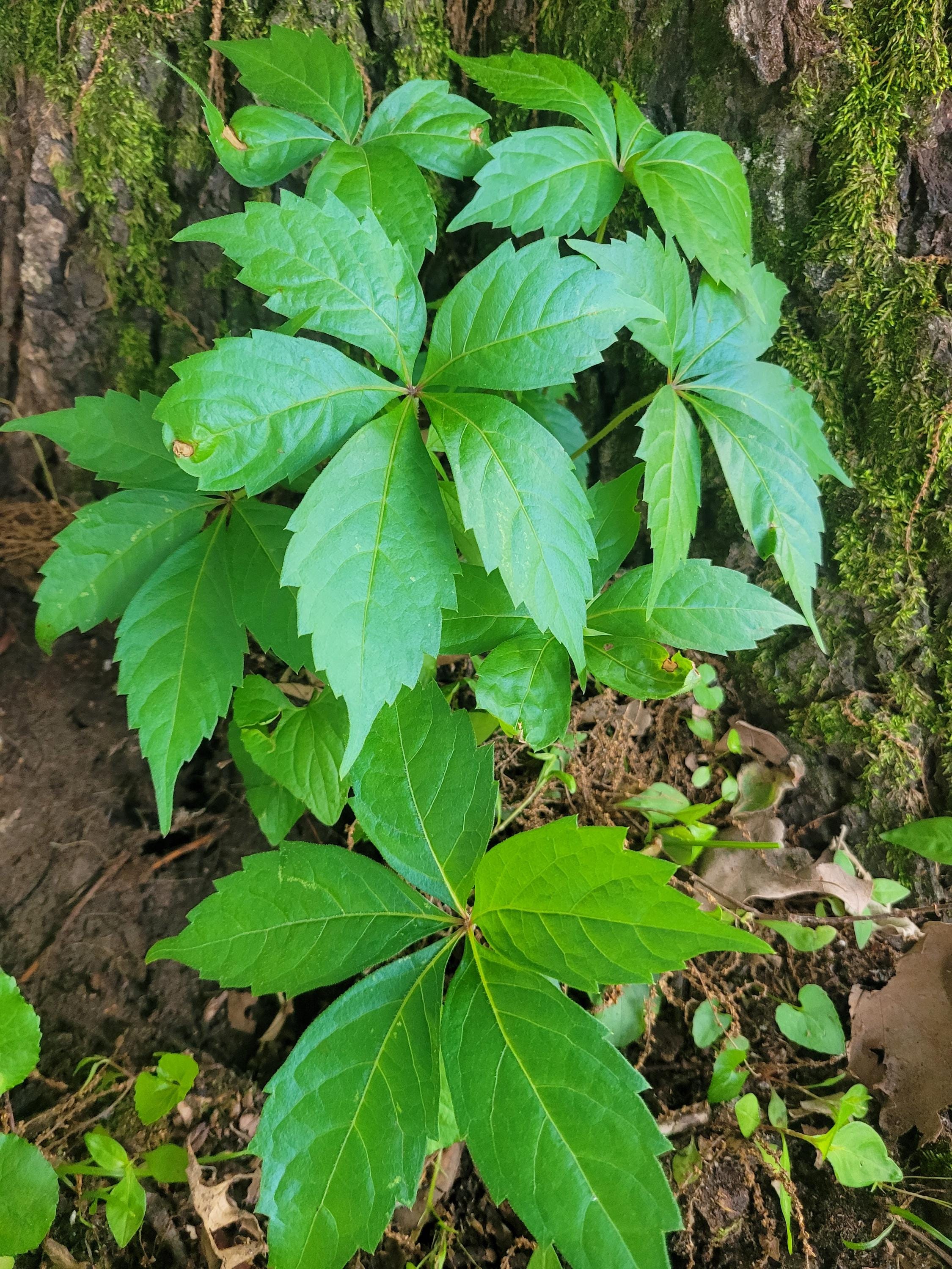 Virginia Creeper Vine Starter  Fast-Growing Native Climber  Live Plant  for Trellises, Privacy, Shade