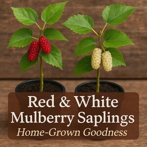 Live Mulberry Tree – Red or White Variety | Hardy Fast-Growing Fruit Tree | Great for Pollinators & Wildlife