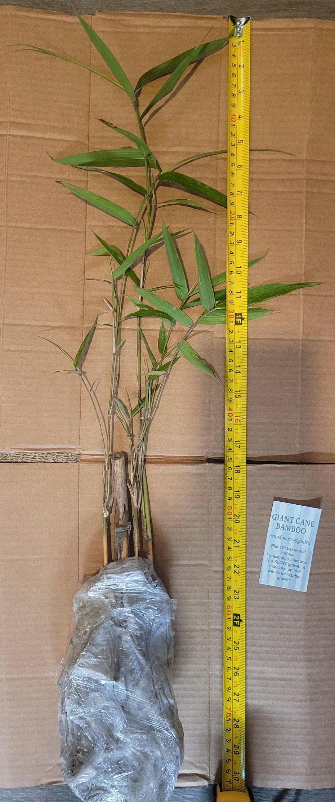 Native River Cane Bamboo Rhizome - Arundinaria Gigantea - Live Bamboo  Starter - Etsy