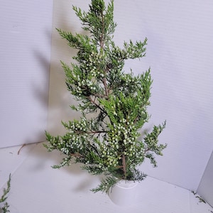 Preserved Juniper Cedar Branches and Sprigs with Berries | Dried Greenery for Wreaths, Crafts, Resin Art & Winter Decor