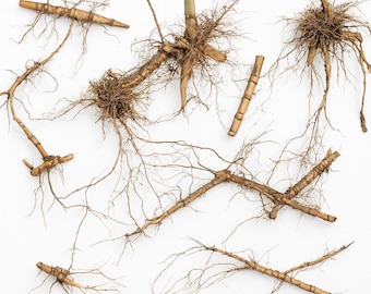 May include: Close-up of several bundles of dried plant roots with thin, brown rootlets extending outward. The roots are arranged on a white background.